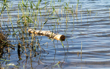 Water surface with plants, summer nature.