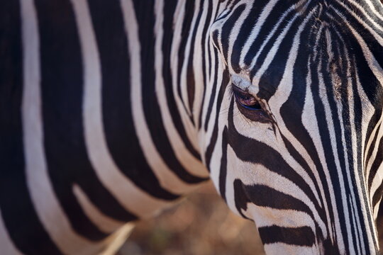 Zebra at the Zoo