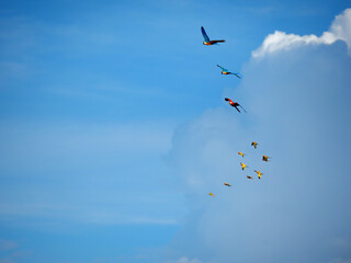 flying colorful birds on bright blue sky