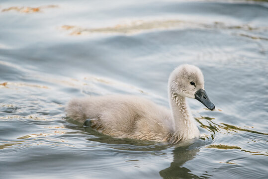 Baby swan - Powered by Adobe