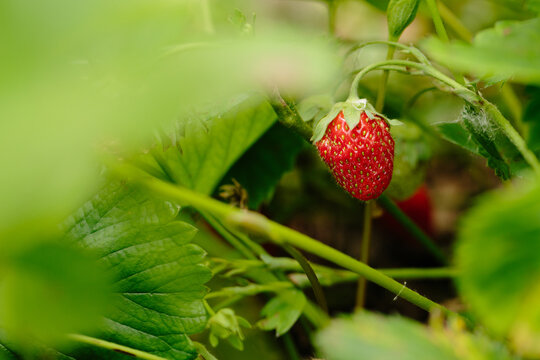single unpicked strawberry in patch