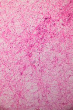 Loose connective tissue section