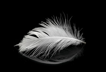 White feather on a black background with reflection.