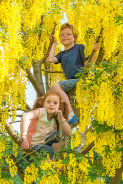 Children climbing a tree in the countryside