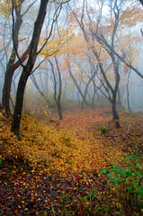 紅葉するもみじと落ち葉のじゅうたん