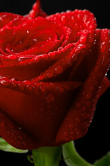Red rose flower, water drops, on a black background.