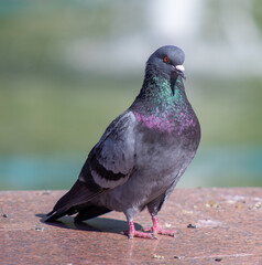 Bird, pigeon, closeup, street summer nature.