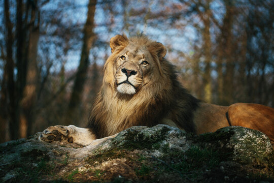 Portrait of a proud lion