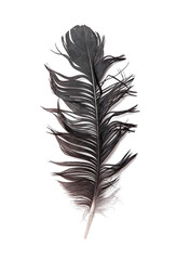 Black feather of a bird on a white background.