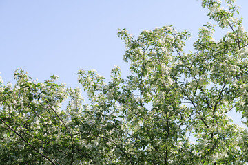 Fototapeta na wymiar Spring landscape, branches of white flowers of fruit trees on a background of blue sky.