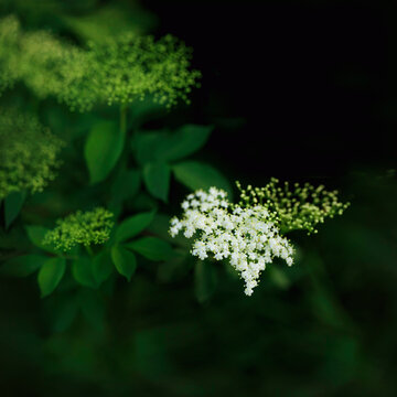 Close-up of elderberry flowers in bloom on the tree
