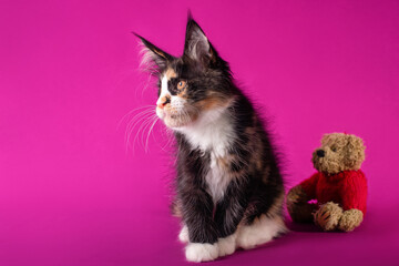 Lovely big black and white maine coon kitten with a toy on fuchsia color background in studio.