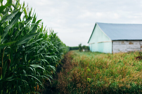 edge of a cornfield with an old barn in the background