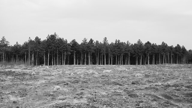 Line of pine trees