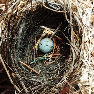A birds nest with a robins egg