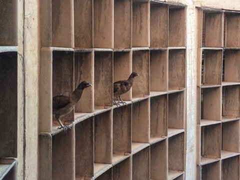 Chaco chachalaca,birds on the streets, Venezuela