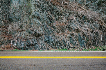 A tangle dead vines covering a rock wall along a rural highway