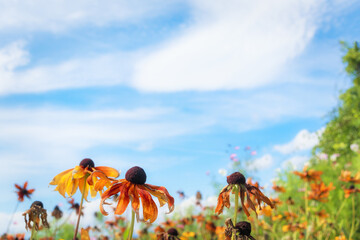 枯れかけの花　空　素材