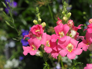 ピンクのキンギョソウの花