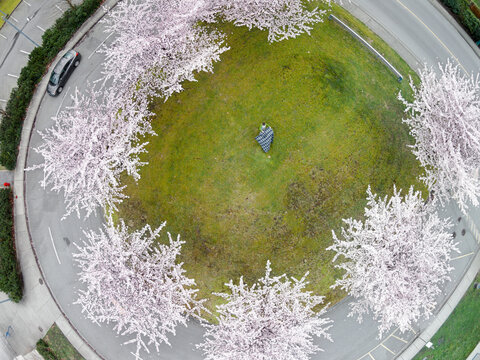 Picnic Preparation In A Park With Pink Trees