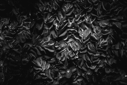 Black and white of water plants.