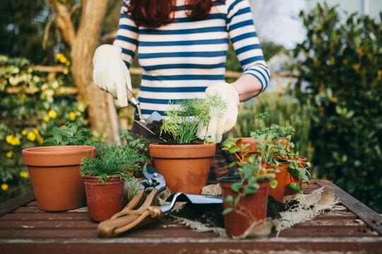 planting spring herbs into terracotta pots.