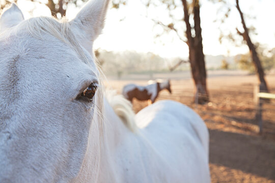 A white horse in a paddock in Australia