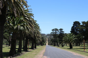 Fototapeta premium Gardens of Piria Castle with its foreign trees
