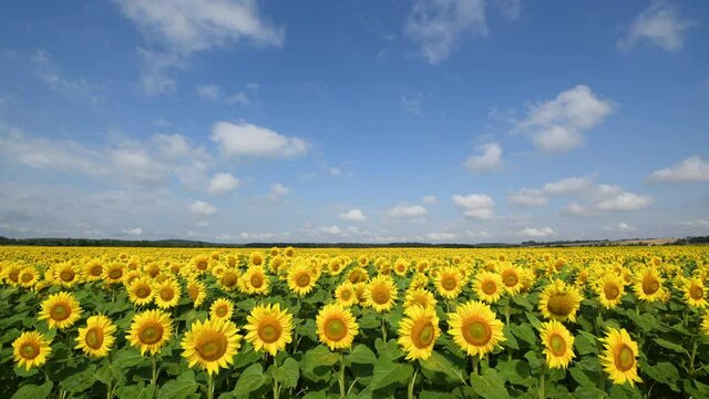 Bautiful sunflowers field over blue sky 