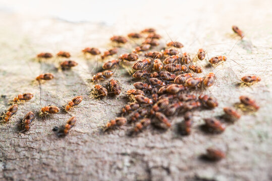 psocid insect