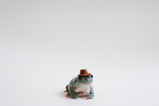 tiny tree frog wearing a miniature cowboy hat