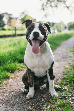 Cute Dog in a Park