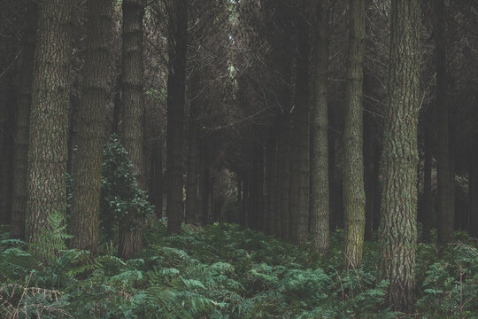 Forest Abyss