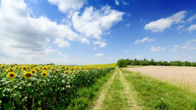 Timelapse of bautiful sunflowers field over blue sky 