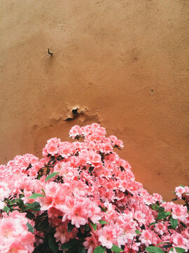 Flowers on terra cotta background wall