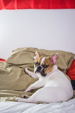A french bulldog lying on a pillow in bed looking at the camera.