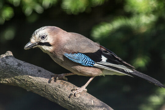 Eurasian Jay (Garrulus glandarius) on a tree branch