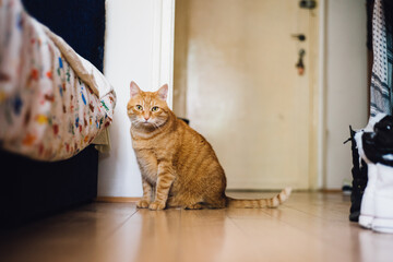 An orange cat standing by the window