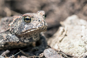 Close Up of a Toad