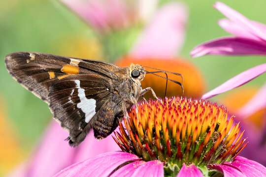 Close Up of a Silver Spotted Skipper Butterfly on the Bloom of a Purple Coneflower