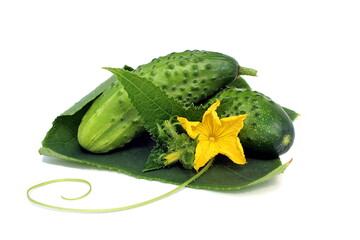 Two fresh cucumbers with flower and leaves on white background