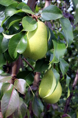 Pears hang on a branch in the summer in the garden
