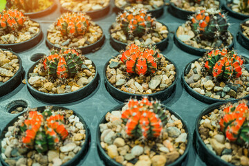 The tiny red and green cactus in a black pot on a green background is a beautiful cactus plant, red cactus mixed with green.