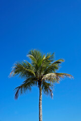 Coconut tree and blue sky