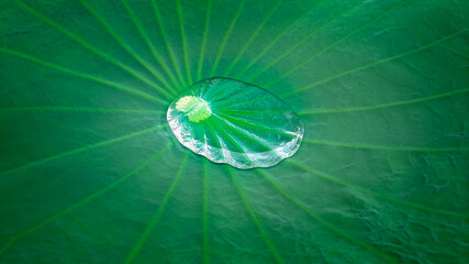 Water droplets in lotus leaves