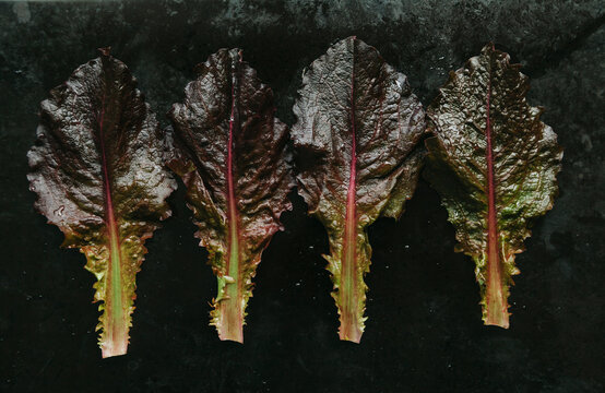 Lettuce - Red Cos - On Dark Surface