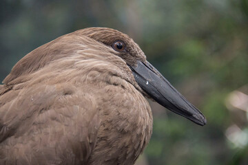 bird fluffed feathers
