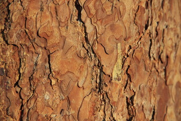 bark of tree