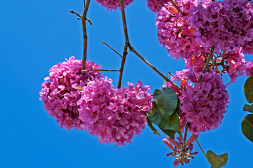 Pink ipe or pink trumpet tree flower, (Handroanthus impetiginosus), Rio de Janeiro, Brazil 