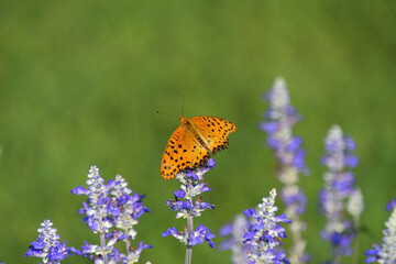 Obraz premium ブルーサルビアにとまって翅を広げた雄のツマグロヒョウモン